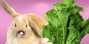 Can Rabbits Eat mustard greens?