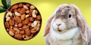 Can Rabbits Eat nuts?