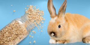 Can Rabbits Eat oats?
