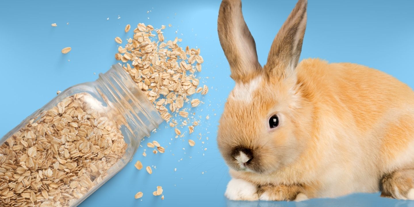 Can Rabbits Eat Oats? The Dos and Don'ts