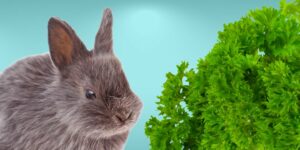 Can Rabbits Eat parsley?