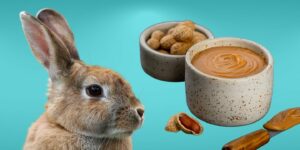 Can Rabbits Eat peanut butter?