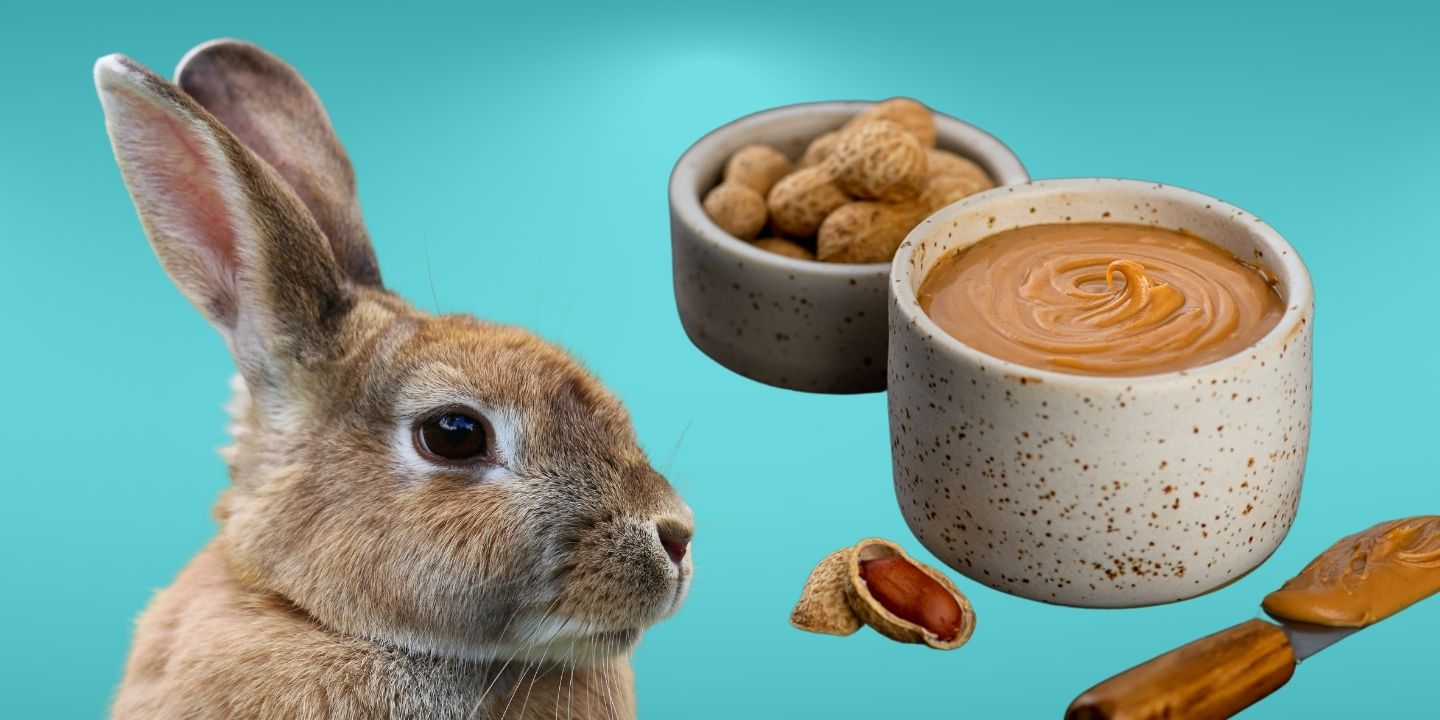 Can rabbits eat peanut butter? A Comprehensive Guide