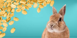 Can Rabbits Eat peanuts?