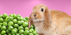 Can Rabbits Eat peas?