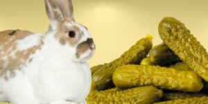Can Rabbits Eat pickles?