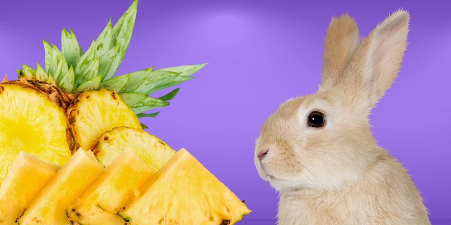 Can rabbits eat pineapple? A comprehensive guide