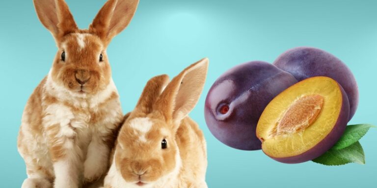 Gallery Detail: Can Rabbits Eat Avocado Why You Should Avoid That