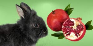 Can Rabbits Eat pomegranate?