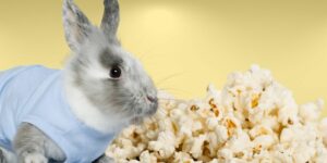 Can Rabbits Eat popcorn?