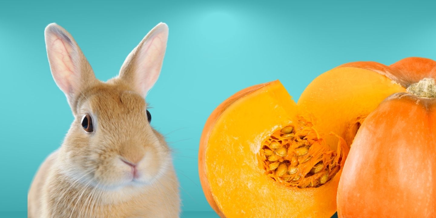 Pumbkin Rabbit Can rabbits eat pumpkin? Everything You Need To Know