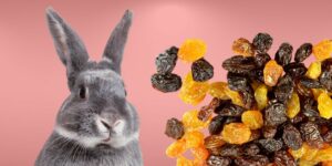 Can Rabbits Eat raisins?