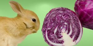 Can Rabbits Eat red cabbage?