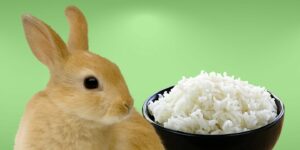 Can Rabbits Eat rice?