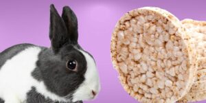 Can Rabbits Eat rice cakes?