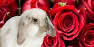 Can Rabbits Eat roses?