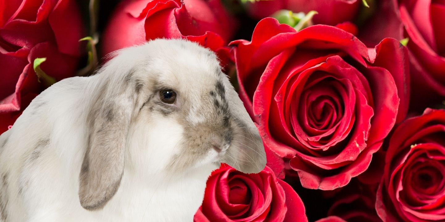 Can rabbits eat roses? Read Before You Feed