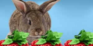 Can Rabbits Eat strawberry tops?