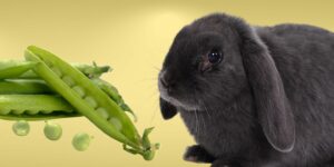 Can Rabbits Eat sugar snap peas?