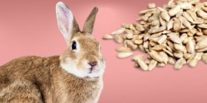 Can Rabbits Eat sunflower seeds?