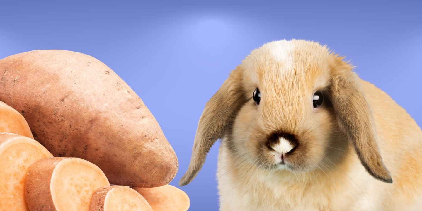 Can rabbits eat sweet potatoes? A Comprehensive Guide