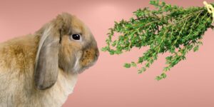 Can Rabbits Eat thyme?
