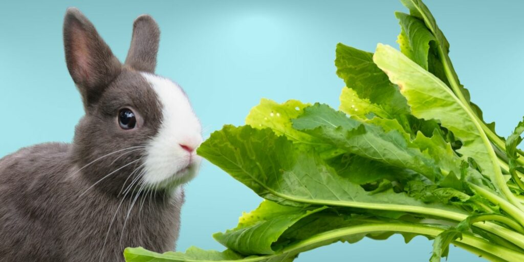 Can rabbits eat red cabbage? A comprehensive guide