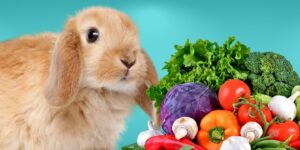 Can Rabbits Eat vegetables?