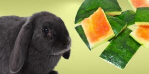 Can Rabbits Eat watermelon rind?