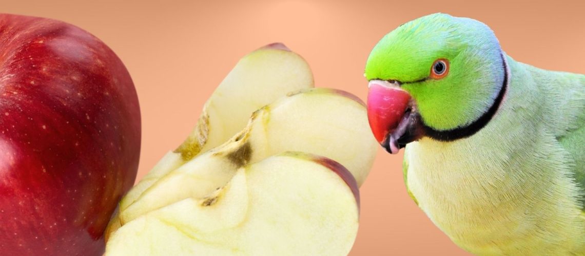 Can Birds Eat apples?