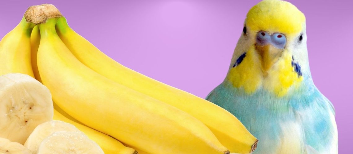 Can Birds Eat bananas?