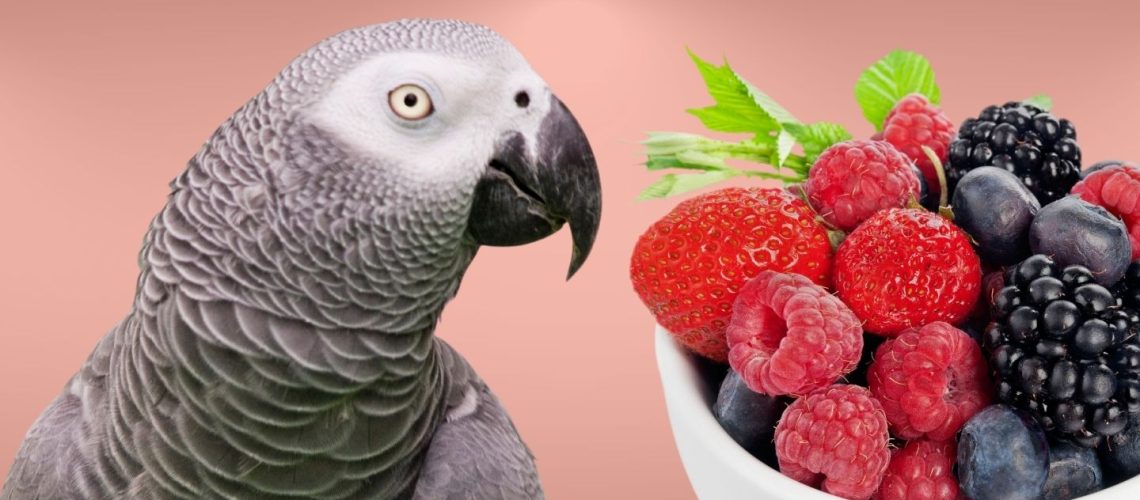 Can Birds Eat berries?