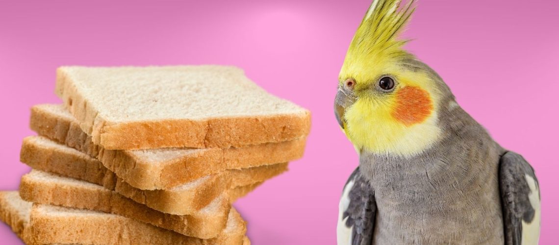 Can Birds Eat bread?