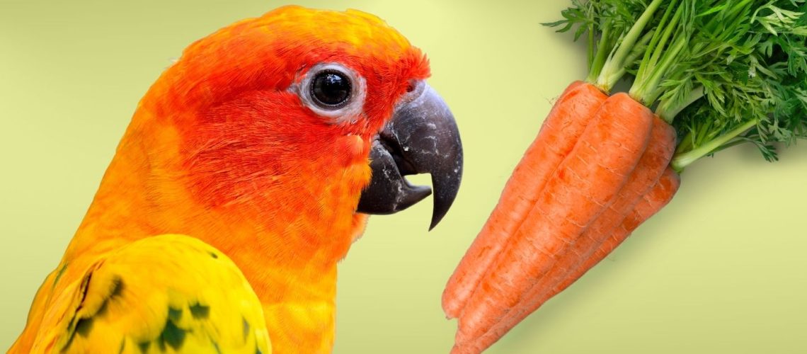 Can Birds Eat carrots?