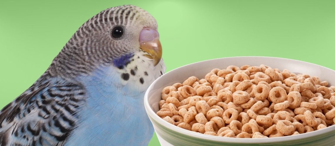 Can Birds Eat cheerios?