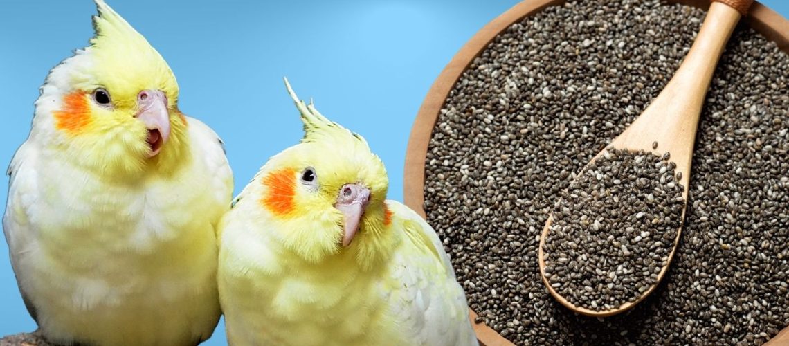 Can Birds Eat chia seeds?