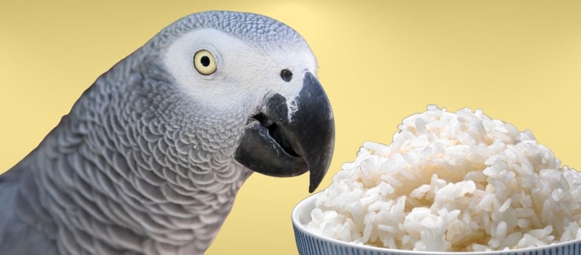 Can Birds Eat Cooked Rice? A Comprehensive Guide