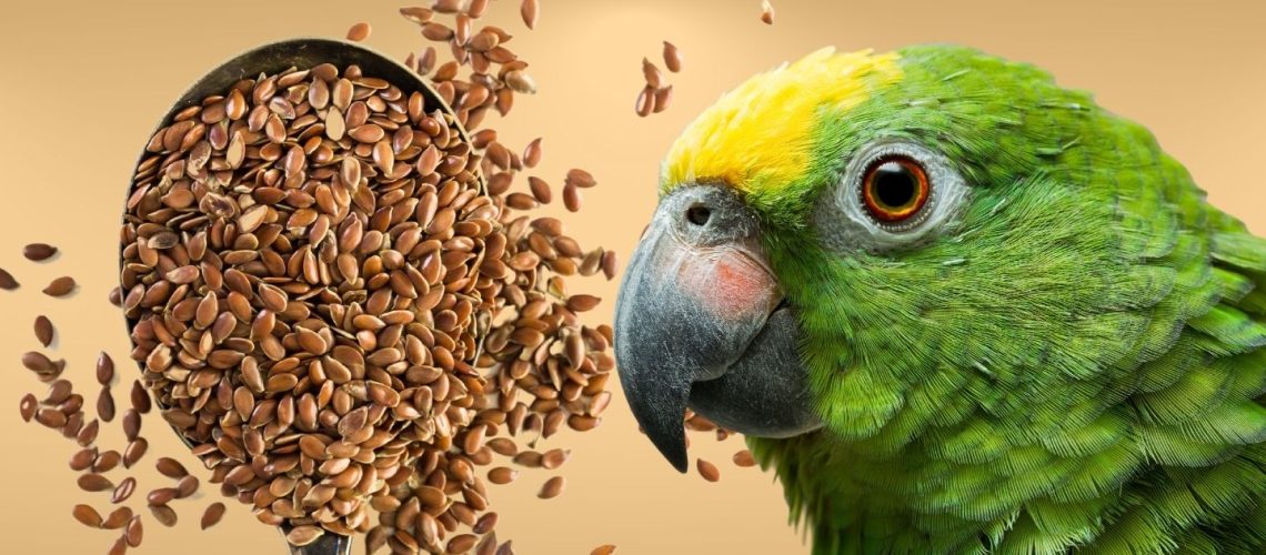 Can Birds Eat Flax Seeds? A Comprehensive Guide