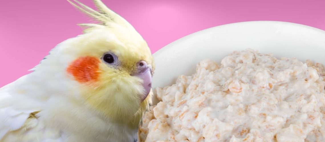 Can Birds Eat oatmeal?