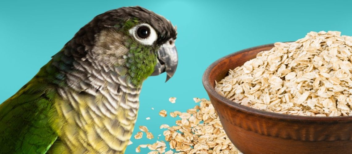 Can Birds Eat oats?