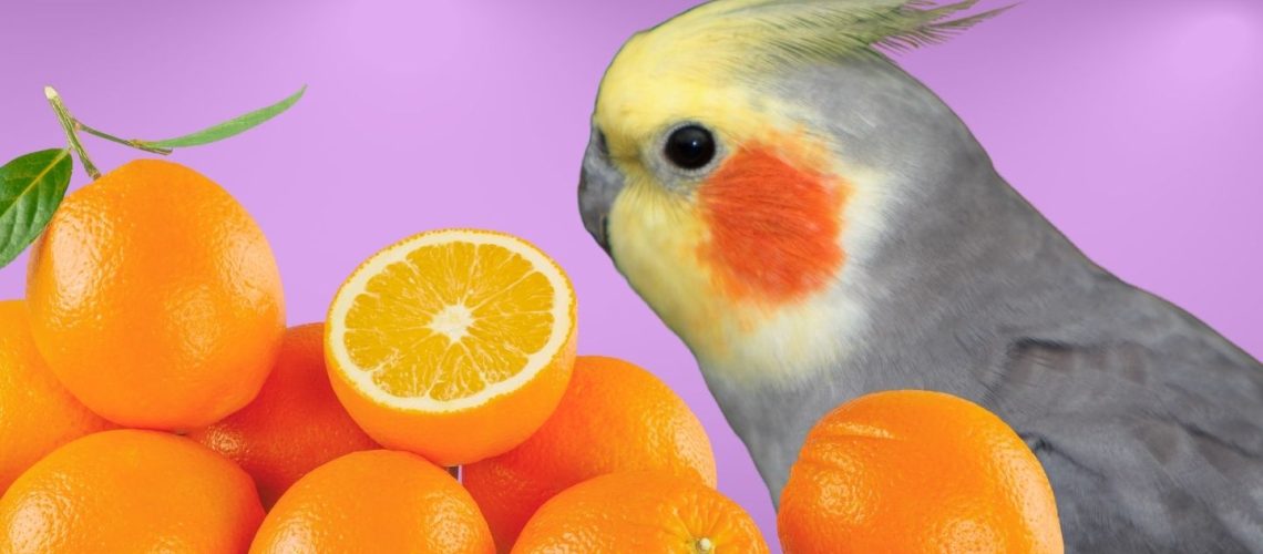 Can Birds Eat oranges?