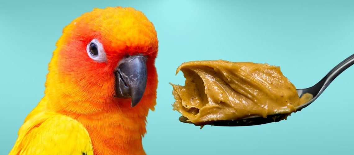 Can Birds Eat peanut butter?