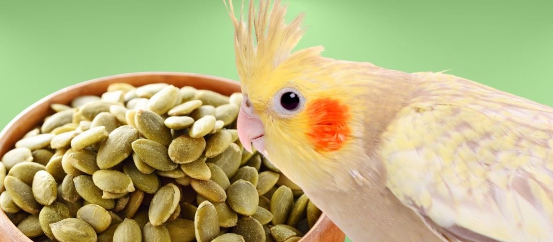 Can Birds Eat Pumpkin Seeds? A Comprehensive Guide