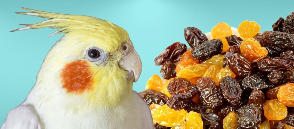 Can Birds Eat raisins?