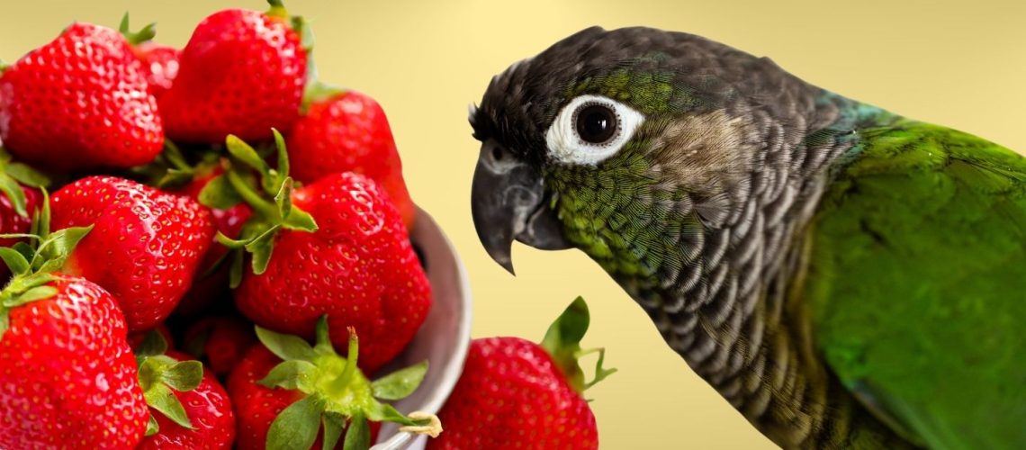 Can Birds Eat strawberries?