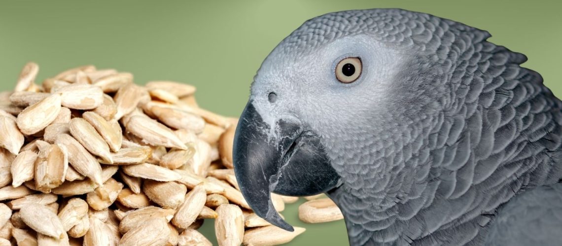 Can Birds Eat sunflower seeds?
