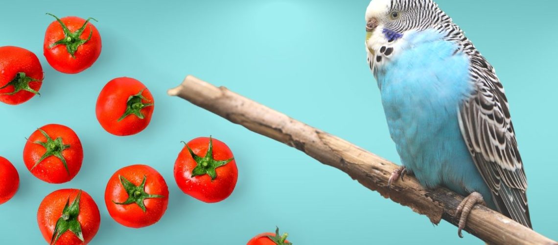 Can Birds Eat tomatoes?