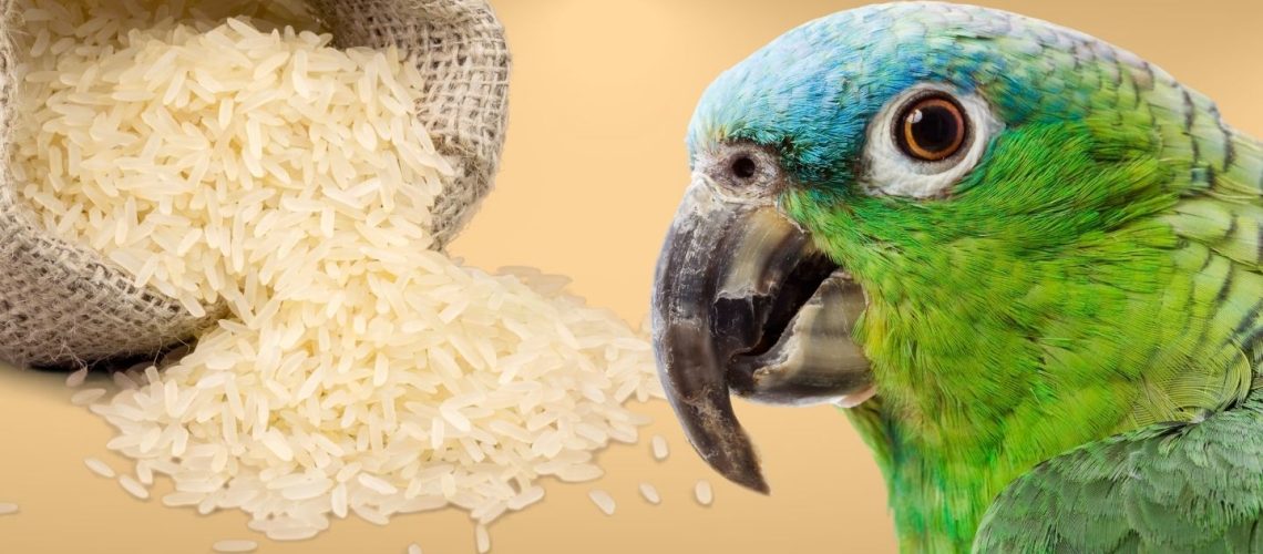 Can Birds Eat uncooked rice?