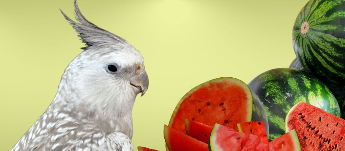 Can Birds Eat watermelon?