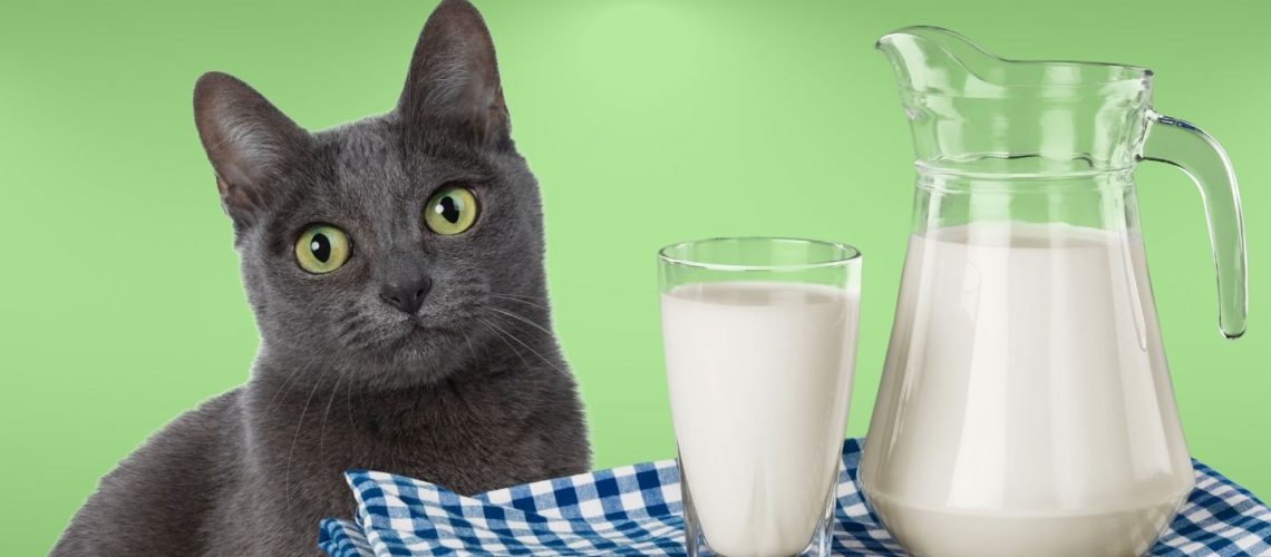 Can Cats Drink milk?